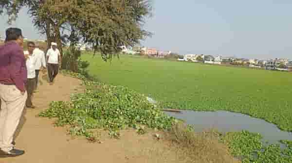 चिंताळा तलावातील Water Lotus ने वाढवली मत्स्य व्यवसायिकांची चिंता, तलावाला पाणवनस्पतीचे अच्छादन