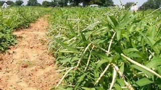 Kharif Season : खरिपात खत टंचाई अटळ, आता युरिया उत्पादनात वाढ हाच पर्याय..!