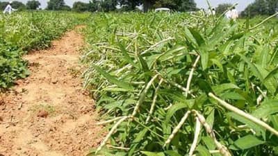Green Fodder : उन्हाळ्यात चवळी चारा पिकाचा आधार, हिरवा चारा अन् दूध उत्पादनातही वाढ