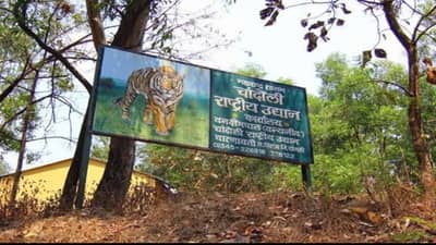 CHANDOLI NATIONAL PARK मध्ये झाडांची कत्तल, वृक्ष तोडीचा सूत्रधार कोण ?; वरिष्ठ अधिकाऱ्यांच्या आशीर्वादाची शक्यता