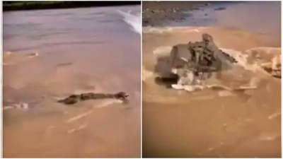 Viral : जेव्हा एक मगर दुसऱ्या मगरीवर हल्ला करते, असा Video पाहिला नसेल