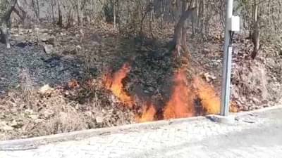 Nanded : नांदेडमधील लाखो हेक्टरावरील वनराई उजाड त्यात वनक्षेत्रातच शेती व्यवसाय