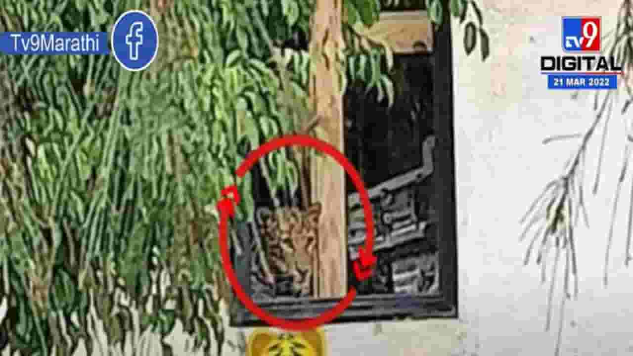 पुण्यामधील Mercedes Benz कंपनीत बिबट्या घुसल्याची माहिती