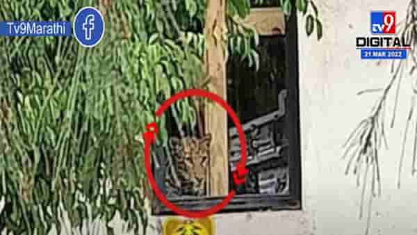 पुण्यामधील Mercedes Benz कंपनीत बिबट्या घुसल्याची माहिती