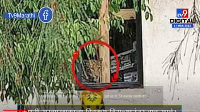 leopards in Chakan | तब्बल सात तासांच्या अथक प्रयत्नानंतर अखेर बिबट्या जेरबंद ; कंपनी कामगारांनी सोडला सुटकेचा निश्वास