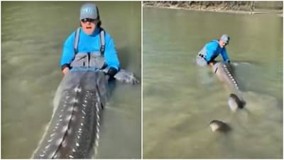 Viral video : जिवंत डायनासोर म्हणून परिचित असलेला हा प्राणी आहे तरी कसा? वाचा सविस्तर