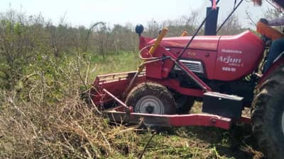 Pomegranate Garden : खोड कीडीने दुष्काळी भागातील शेतकऱ्यांचा आधारच हिसकावला, डाळिंब बागा जमिनदोस्त करण्याची नामुष्की