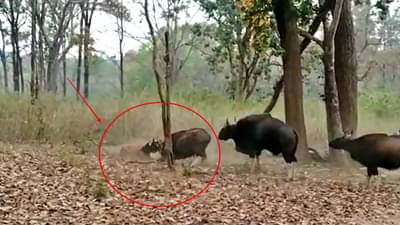 Tiger Gava Clash : ह्या एका झुंजीपुढे सगळ्या फाईल्स फिक्या, मेळघाटची ही झूंड पाहिलात का?