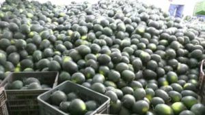 Watermelon : शेतकऱ्यांचे टायमिंग हुकलं अन् कलिंगड शेतीचं गणितच बिघडलं..! 