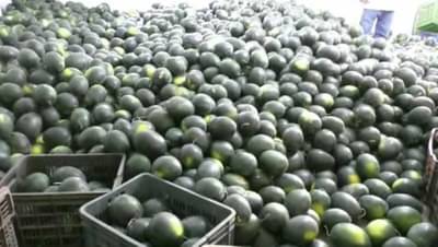 Watermelon : कोरोनाचा प्रादुर्भाव नाही पण परिणाम कायम, भंडाऱ्यातून कलिंगडच गायब..!