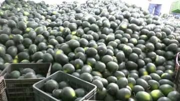 Watermelon : हंगामी पिकांनीही शेतकऱ्यांची साथ सोडली, खर्च वाढला अन् कवडीमोल दर मिळाला