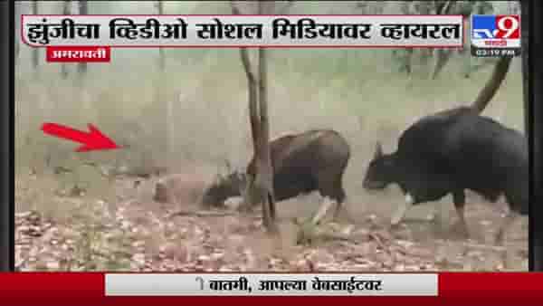 Amravati | मेळघाटात वाघ आणि गव्याच्या झुंजीचा थरार