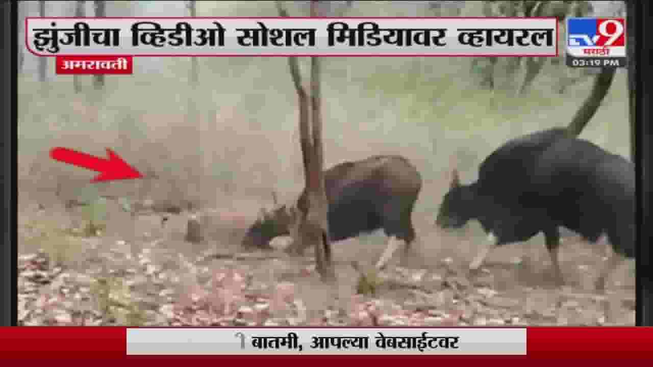 Amravati | मेळघाटात वाघ आणि गव्याच्या झुंजीचा थरार Amravati | मेळघाटात वाघ आणि गव्याच्या झुंजीचा थरार