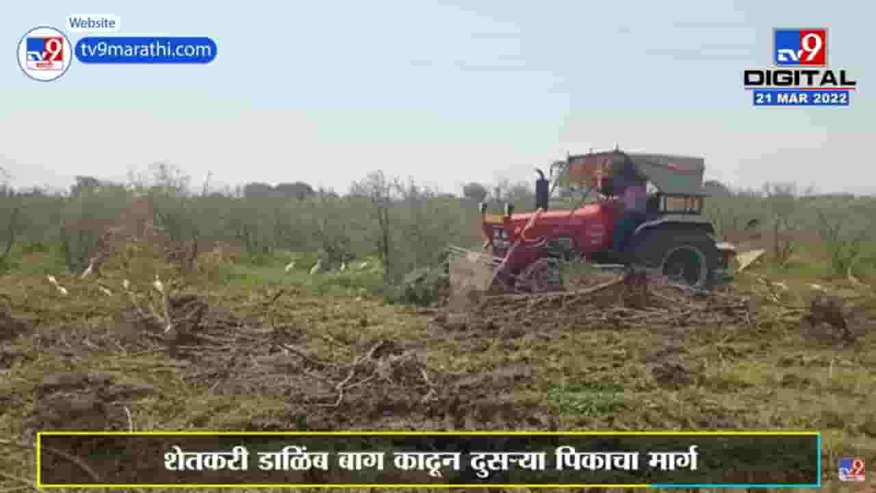 Solapur : हवामान बदलामुळे डाळिंब बागा शेतकऱ्याकडून जमीनदोस्त