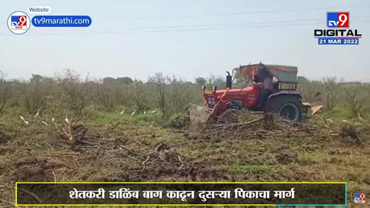 Solapur : हवामान बदलामुळे डाळिंब बागा शेतकऱ्याकडून जमीनदोस्त Solapur : हवामान बदलामुळे डाळिंब बागा शेतकऱ्याकडून जमीनदोस्त