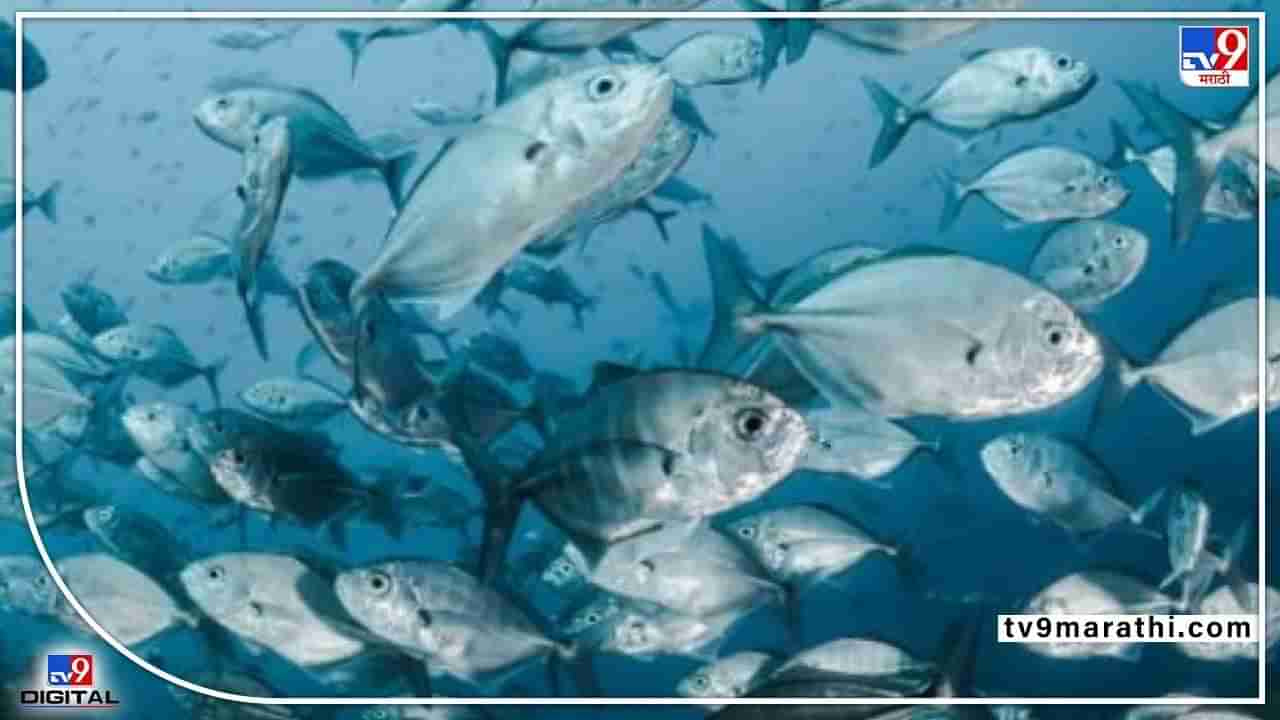 fish farming : शेतकऱ्यांच्या उत्पन्नामध्ये वाढ अन् दुहेरी उद्देशही साध्य, व्यवस्थापनावरच मत्स्यशेतीचे भवितव्य