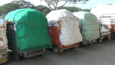 Cotton Market : पांढऱ्या सोन्याला ऐतिहासिक झळाळी, शेतकऱ्यांची रणनिती अन् व्यापाऱ्यांचा फायदा!