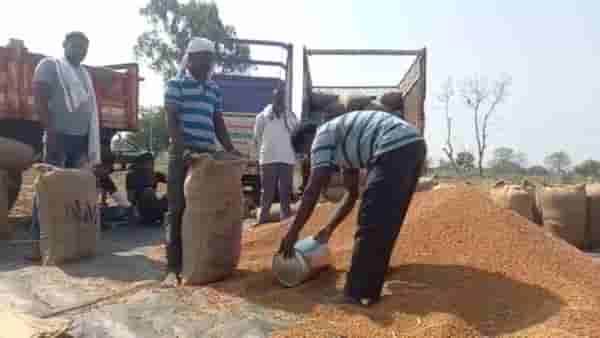 Chickpea Crop : शेतकऱ्यांनो हमीभावाचाच घ्या आधार अन्यथा होईल नुकसान, ऊन-पावसाच्या खेळात घटले उत्पादन