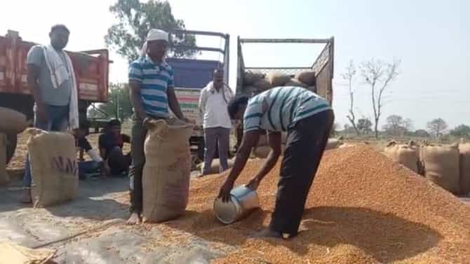 Chickpea Crop : केंद्राचा निर्णय अन् मराठवाड्यातील शेतकऱ्यांचे नुकसान