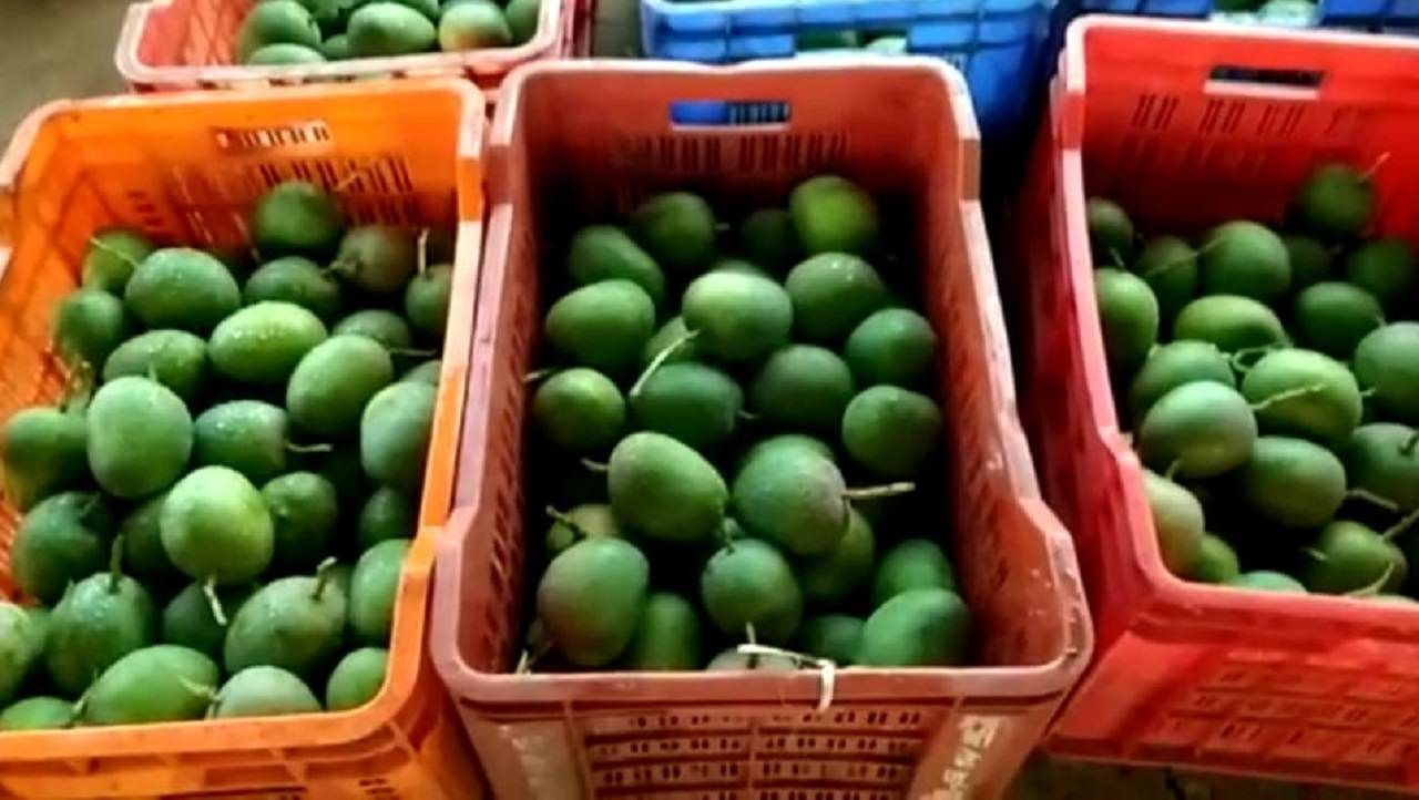Kokan Farmer : आंबा उत्पादक शेतकऱ्यांचा 'वाली' कोण? ना नुकसानीचे पंचनामे ना कोणती मदत? Kokan Farmer : आंबा उत्पादक शेतकऱ्यांचा 'वाली' कोण? ना नुकसानीचे पंचनामे ना कोणती मदत?
