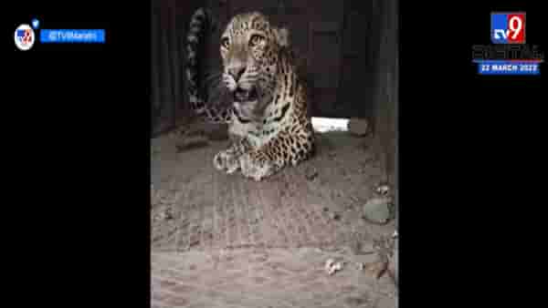 दहशत माजवणारा Leopard अखेर जेरबंद