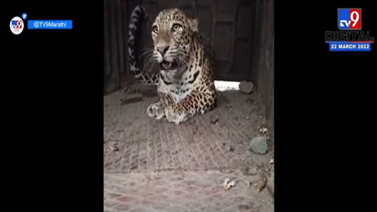 दहशत माजवणारा Leopard अखेर जेरबंद