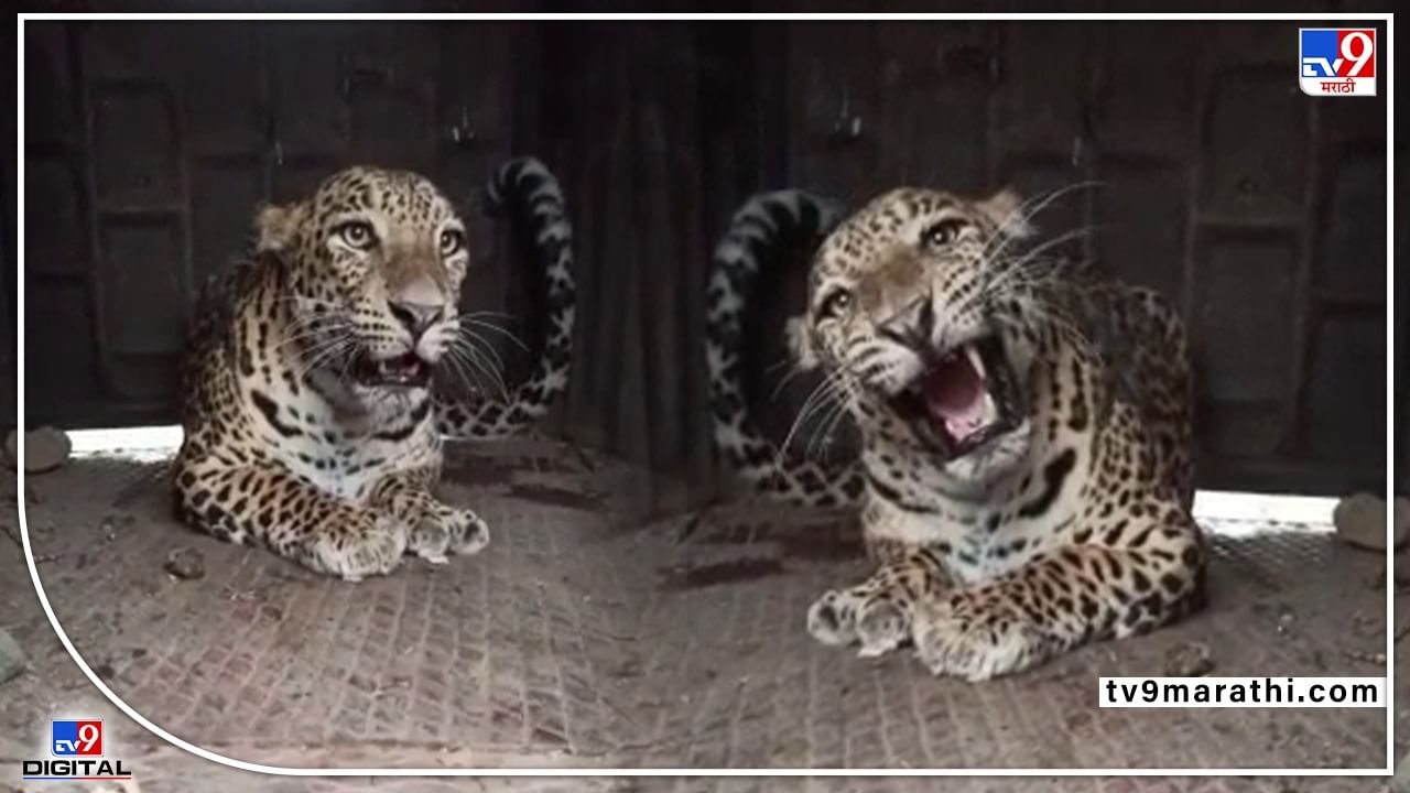 Junnar Leopard video : पिंपळगाव तर्फे नारायणगावात बिबट्याला जेरबंद करण्यात अखेर यश