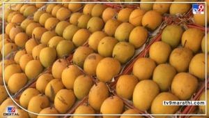Hapus Mango : फळांच्या राजाची जपानमध्येही दमदार 'एंट्री', केशरच्या मागणीतही वाढ
