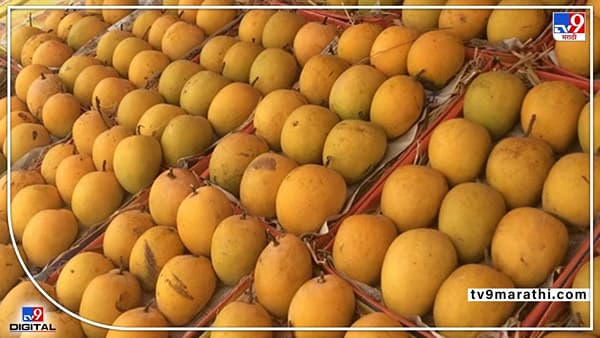 Mango : यंदा आंब्याचा गोडवा दुरापस्तच, वातारवणातील बदलामुळे आंबा उत्पादनाची स्थिती काय?