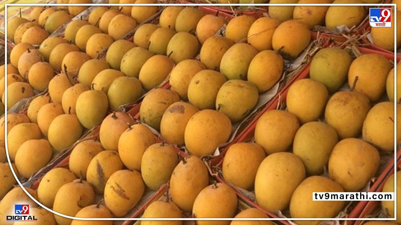 Hapus Mango : फळांच्या राजाची जपानमध्येही दमदार 'एंट्री', केशरच्या मागणीतही वाढ
