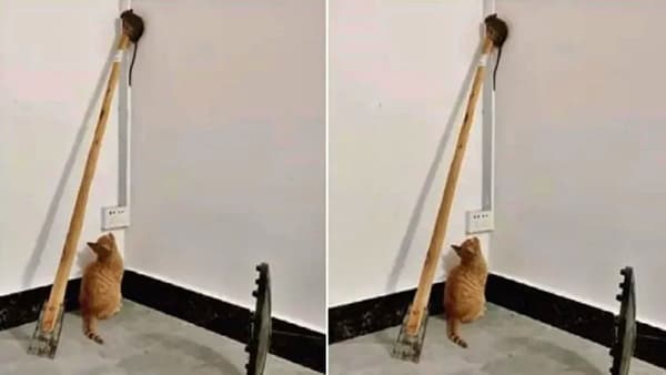 हे तर रिअल लाइफमधले tom & jerry! मांजरीला पाहून उंदीर काठीच्या टोकावर..! Funny video viral