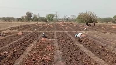 Turmeric Crop : अतिवृष्टीच्या नुकसानीच्या खुणा, पीक बहरात पण उत्पादन नाही पदरात