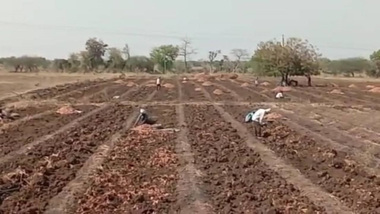 Turmeric Crop : अतिवृष्टीच्या नुकसानीच्या खुणा, पीक बहरात पण उत्पादन नाही पदरात Turmeric Crop : अतिवृष्टीच्या नुकसानीच्या खुणा, पीक बहरात पण उत्पादन नाही पदरात