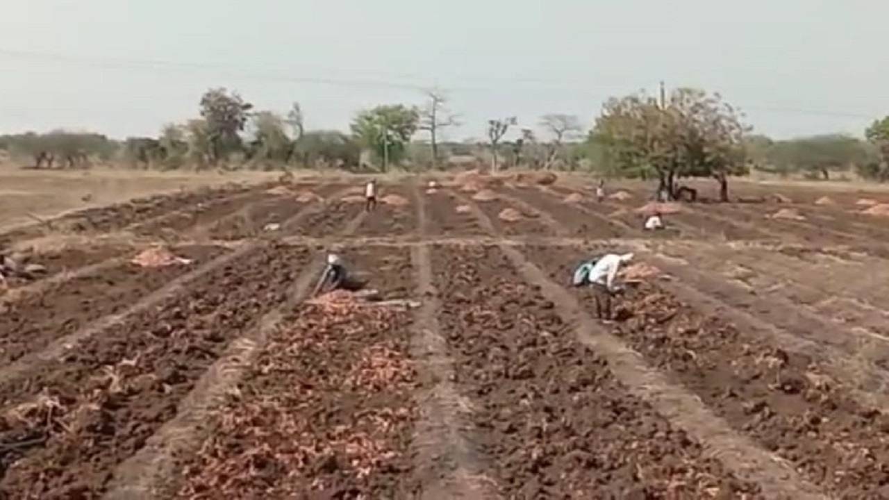 Turmeric Crop : अतिवृष्टीच्या नुकसानीच्या खुणा, पीक बहरात पण उत्पादन नाही पदरात