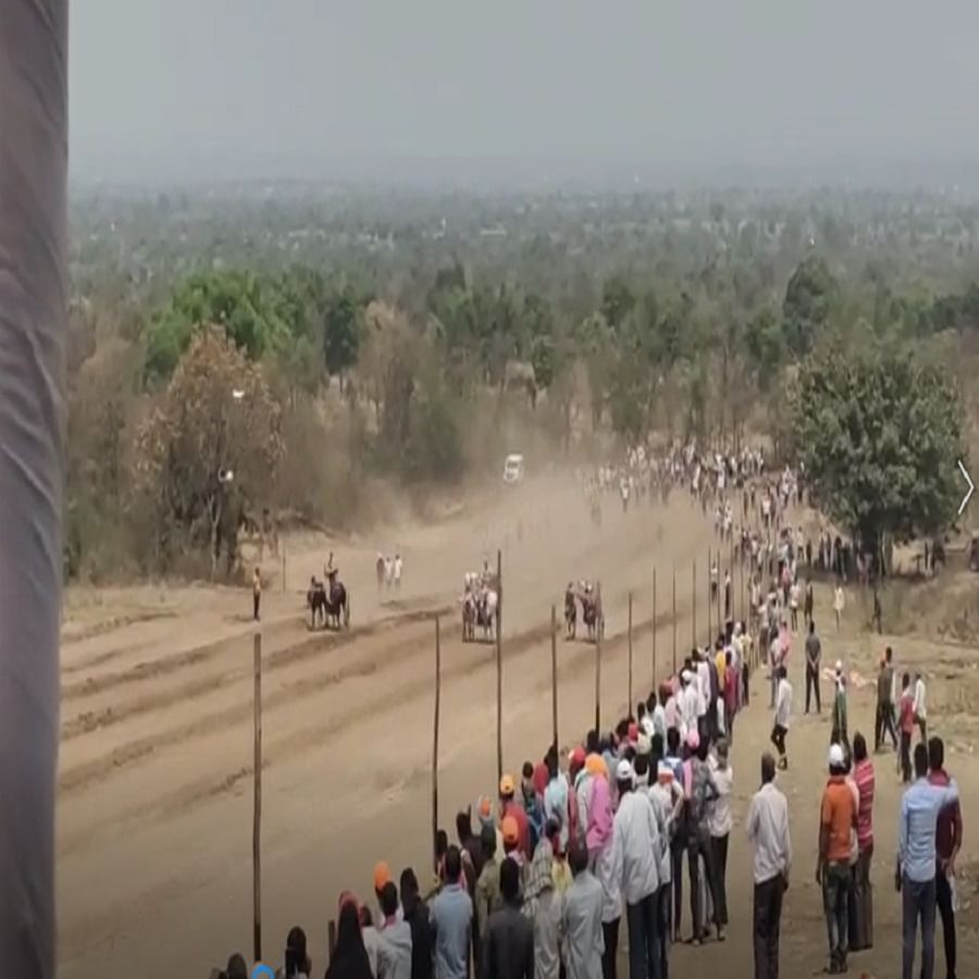 आमदार छत्रपती शिवेंद्रसिंहराजे भोसले यांच्या वाढदिवसानिमित्त अजिंक्यतारा केसरी बैलगाडी शर्यत आयोजित कऱण्यात आली होती.