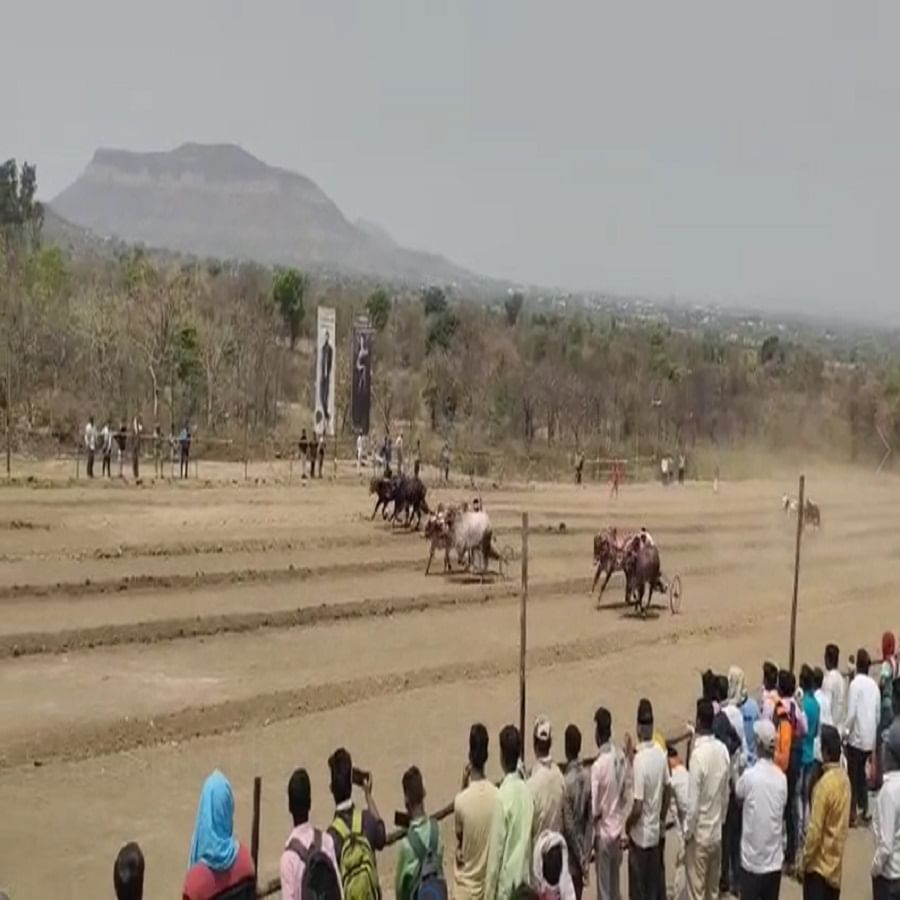 सातारा देगाव येथे अजिंक्यतारा केसरी भव्य बैलगाडी शर्यतीचा शुभारंभ महिला आयोजिका सातारा डीसीसी बॅकेच्या संचालिका कांचन साळुंखे यांचे हस्ते झाला.