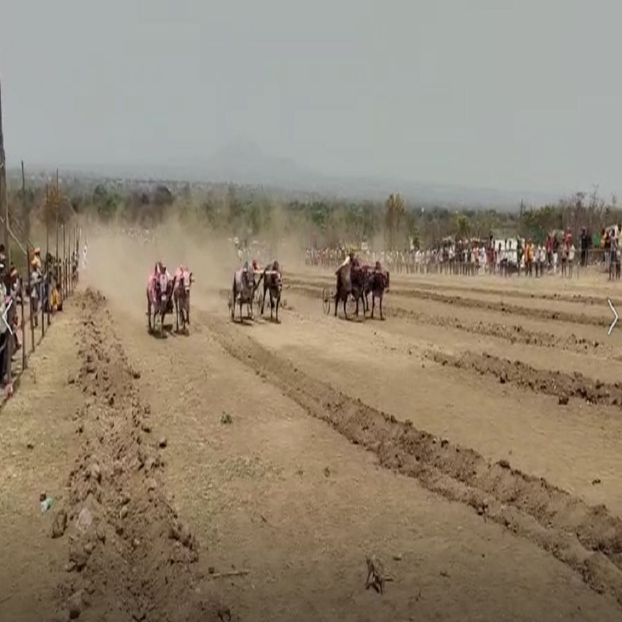 आमदार छत्रपती शिवेंद्रसिंहराजे भोसले यांनी बैलगाडी शर्यतीवर बंदी उठविण्यासाठी प्रयत्न केले होते.