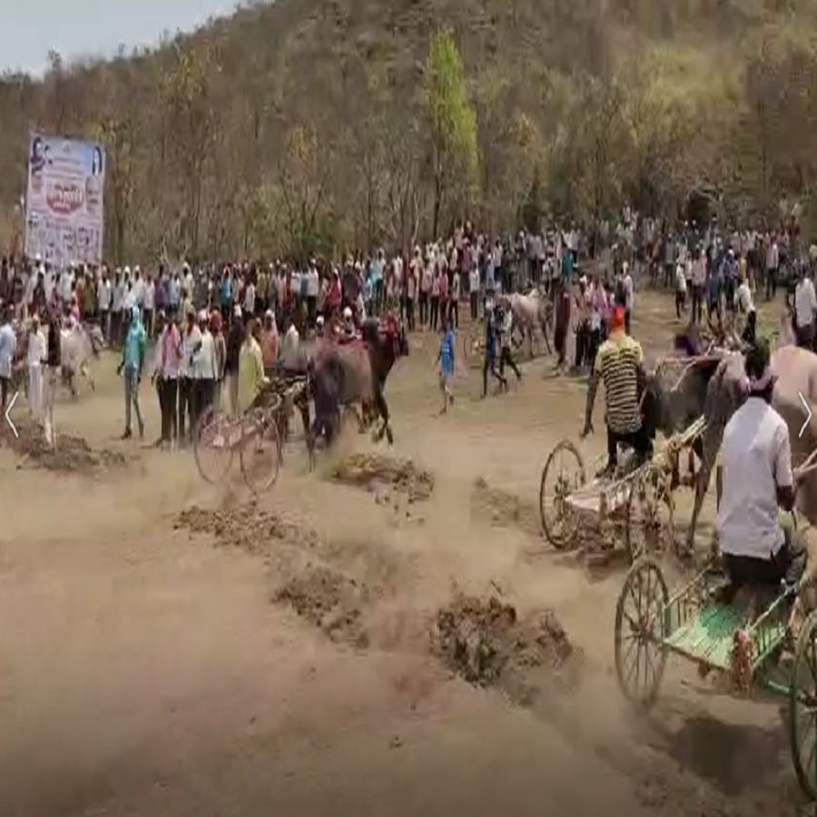 देशी गोधन वाचण्यासाठी त्यांचे सतत प्रयत्न सुरु असतात याची जाणिव ठेऊन बैलगाडी शर्यतीचे आयोजन केले असल्याची माहिती आयोजिका कांचन साळुंखे यांनी दिली आहे.
