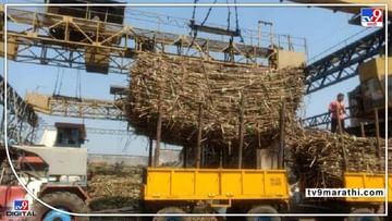 Sugarcane : पश्चिम महाराष्ट्रातील कारखान्यांची धुराडी बंद, मराठवाड्यातील ऊस उत्पादकांचा जीव मात्र टांगणीला