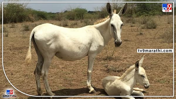 गाढव माझं नाव पण मला बैलांचा भाव, जोडीची किंमत अर्धा लाखावर का पोहोचली?