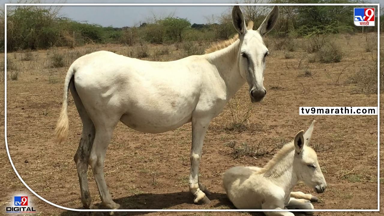 गाढव माझं नाव पण मला बैलांचा भाव, जोडीची किंमत अर्धा लाखावर का पोहोचली?