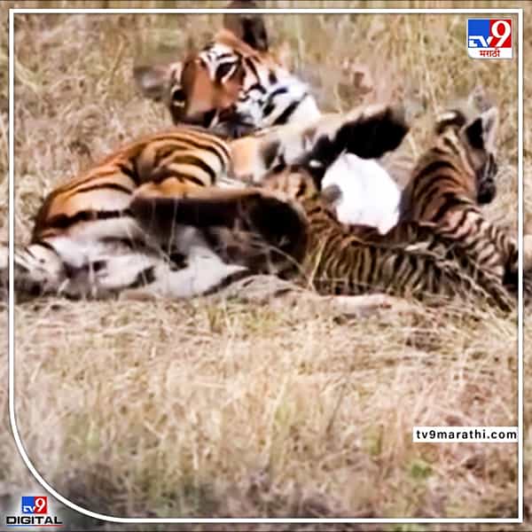 चंद्रपूरच्या ताडोबामधील बफर भागात जनाबाई वाघीण आपल्या बछड्यांना दुध पाजताना पर्यावरण प्रेमींना दिसली आहे. जनाबाई तिच्या पराक्रमांनीही प्रसिद्ध आहे. मात्र, तिच्या मायेची प्रचिती पर्यावरण प्रेमींना नुकतीच आलीय.