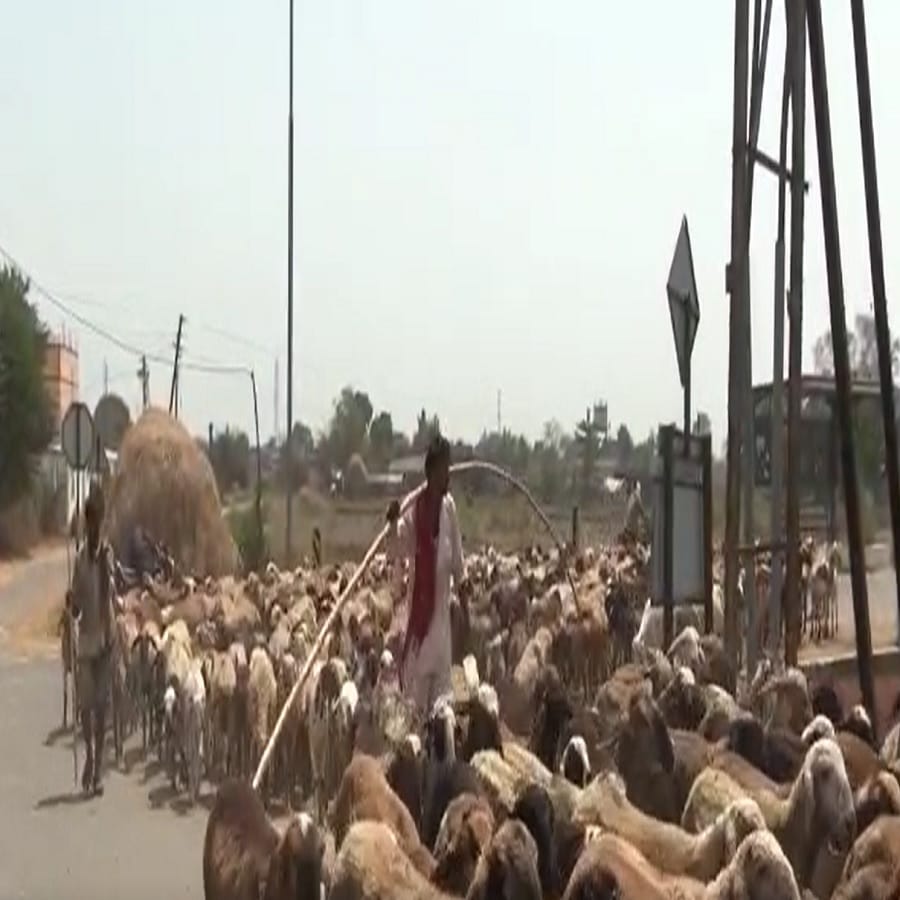 सर्वात उंच प्राणी उंटाचे वय सुमारे 40 ते 50 वर्षांपर्यंतचे असते. जेव्हा उंट एखादी गोष्ट खातो तेव्हा काही वेळाने ती गोष्ट ते रवंथ करत असतो. तो २० दिवास पाणी न पिता राहू शकतो. मात्र दीर्घ प्रवासाला जाताना किंवा त्याला पाणी पाजले कि एकावेळी तो १०० लिटर पेक्षा जास्त पाणी पितो. विशेष म्हणजे उंटाला एकदा रस्ता समजला कि मालक नसतानाही तो न चुकता मार्गक्रमणा करू शकतो.उंटीणीचे दुध अतिशय पौष्टिक असते. उंटाच्या शरीरातील पाणी २५ टक्के कमी झाले तरी त्याला त्याचा त्रास होत नाही. 