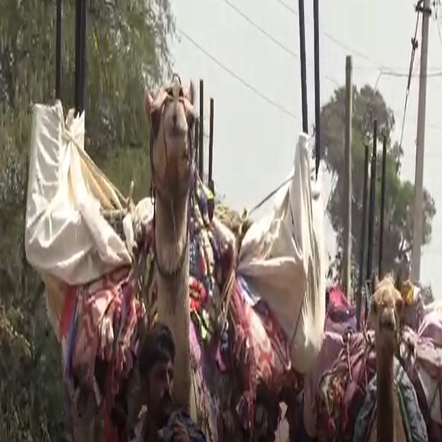 उंटाच्या काही सवयी विचित्र असतात. तो कुत्र्याप्रमाणे चावा घेतो. उंट दोन प्रकारचे असतात. पहिल्या प्रकारात त्यांच्या पाठीवरचे कुबड किंवा उंचवटा म्हणजे मदार एकच असते तर काही उंटामध्ये दोन मदारी असतात. अरेबियन उंट हे पूर्ण पाळीव प्राणी असून त्याच्या पाठीवर एकाच मदार असते. गोबीचे वाळवंट तसेच लदाखच्या नुब्रा व्हॅलीमध्ये दोन मदारी असलेले उंट आढळतात.