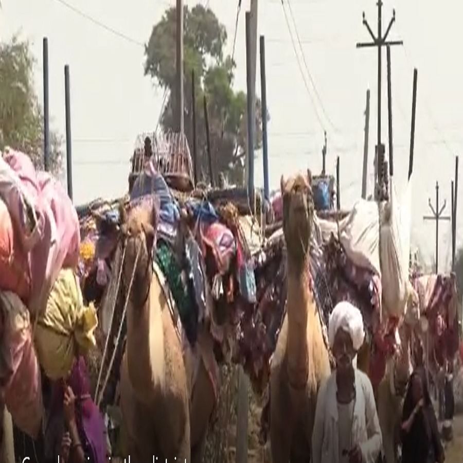 उंट हे वाळवंटातील जहाज म्हणून ओळखले जातात. सध्या भंडारा जिल्हातील ग्रामीण भागात रस्त्यांवर हे वाळवंटातील जहाज व  मेंढी फिरताना आढळून येतात. उंट व मेंढी पाळणाऱ्या या कुटुंबीयांना दरवर्षी रोजगाराच्या शोधात भटकंती करावी लागते. 