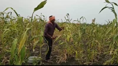 Rabi Season : लगबग सुगीची, शेतकऱ्यांचा कडधान्यावर भर, यंदा वाढणार ज्वारीचे दर..!