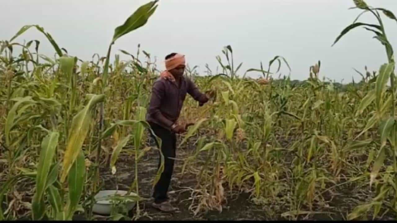 Rabi Season : लगबग सुगीची, शेतकऱ्यांचा कडधान्यावर भर, यंदा वाढणार ज्वारीचे दर..!