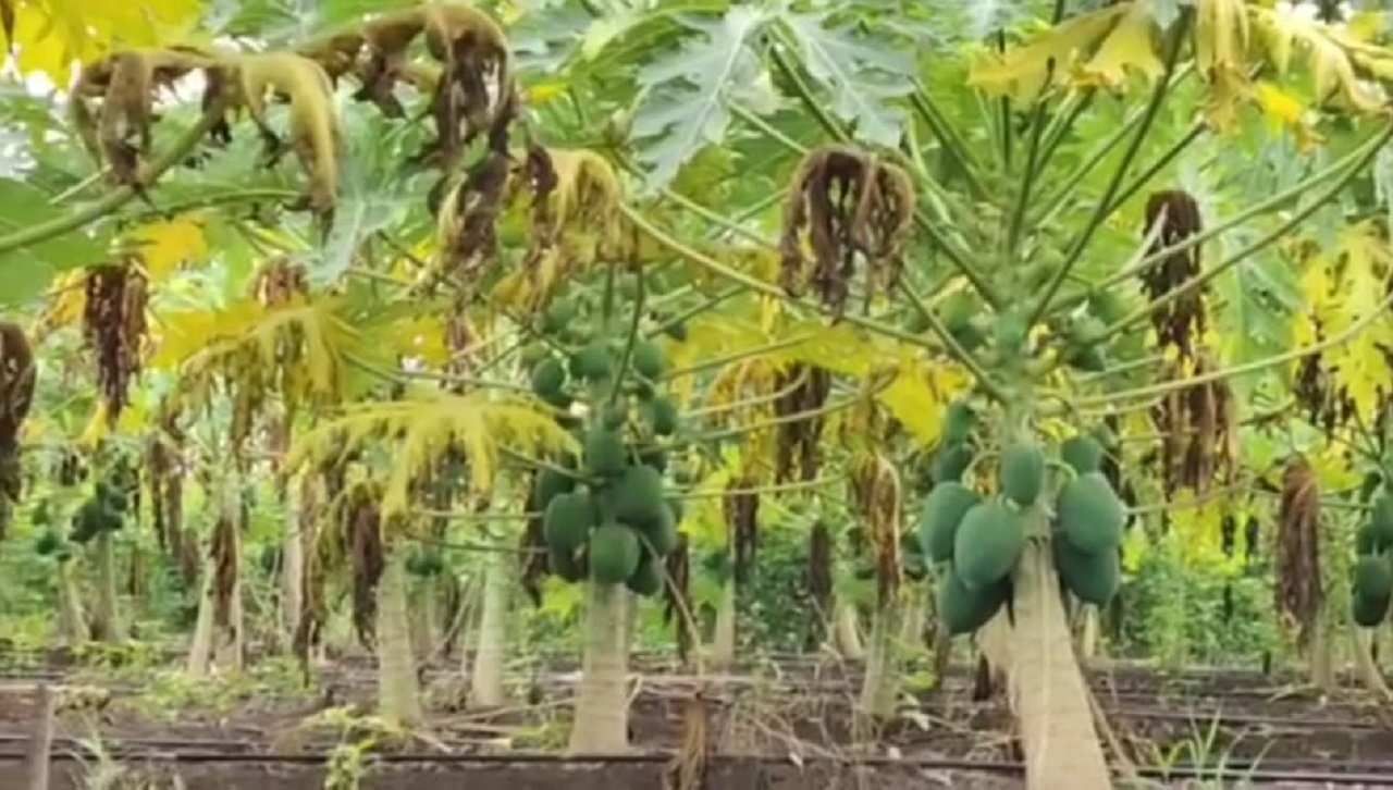 Papaya : पपई दरावर तोडगा पण वाढत्या तापमानामुळे होणाऱ्या नुकसानीचे काय? कृषितज्ञांचा शेतकऱ्यांना मोलाचा सल्ला