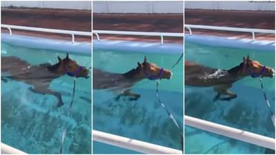 Horse swimming : घोड्याला कधी पोहताना पाहिलंय का? नसेल तर हा Video तुमच्यासाठी आहे...