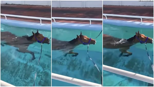 Horse swimming : घोड्याला कधी पोहताना पाहिलंय का? नसेल तर हा Video तुमच्यासाठी आहे...
